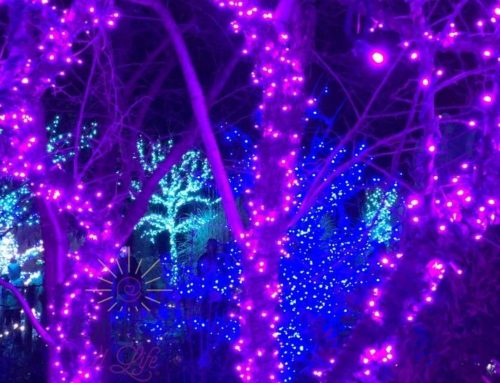 Tulsa Botanic Garden Lit Up Our Hearts